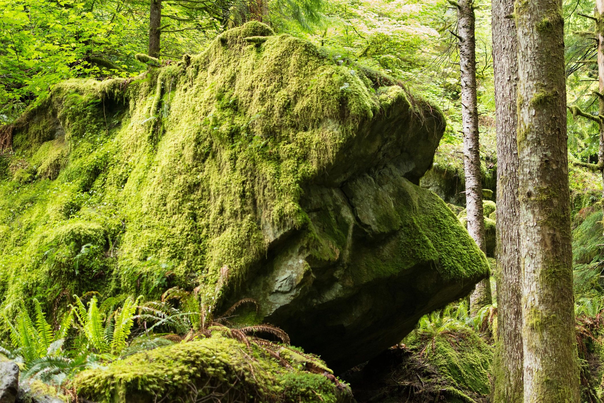 Moss-covered boulder in a forest landscape
