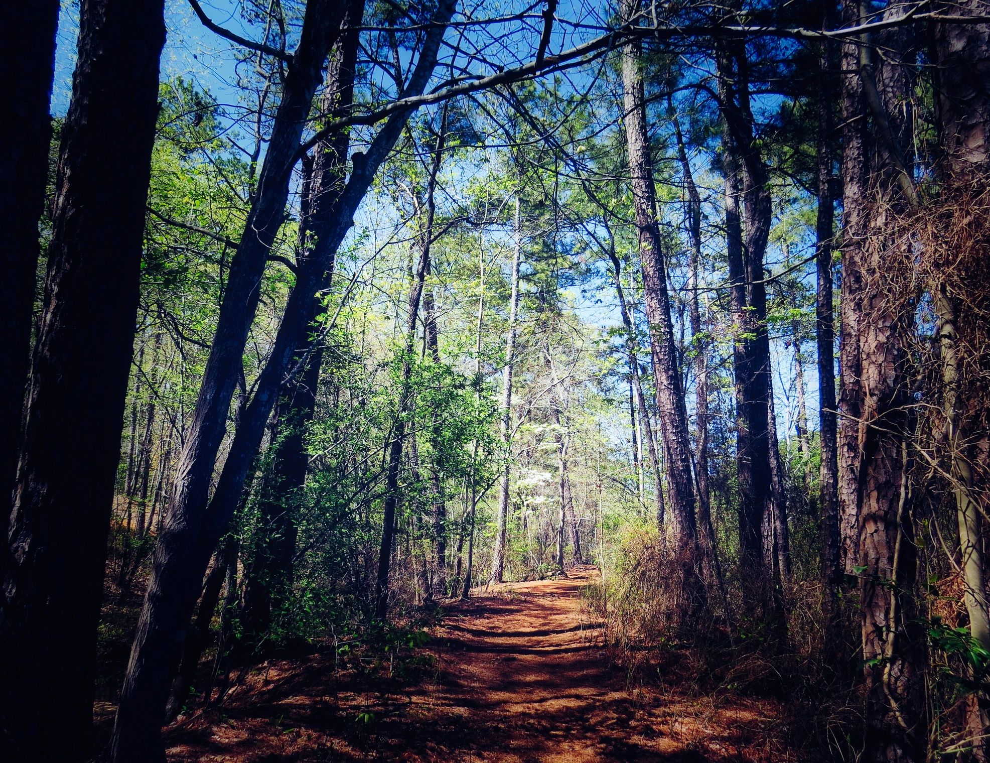 Dark forest trail disappearing into the trees