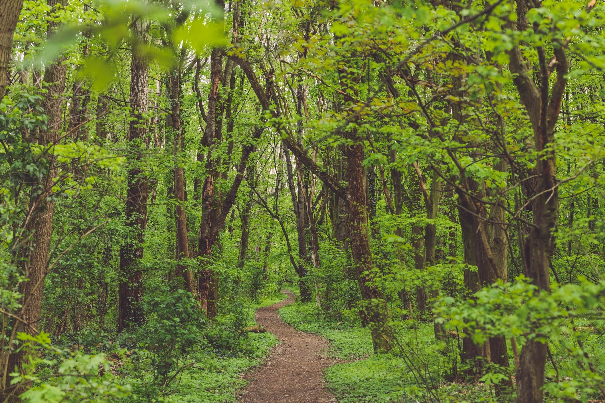 Soft spring forest atmosphere