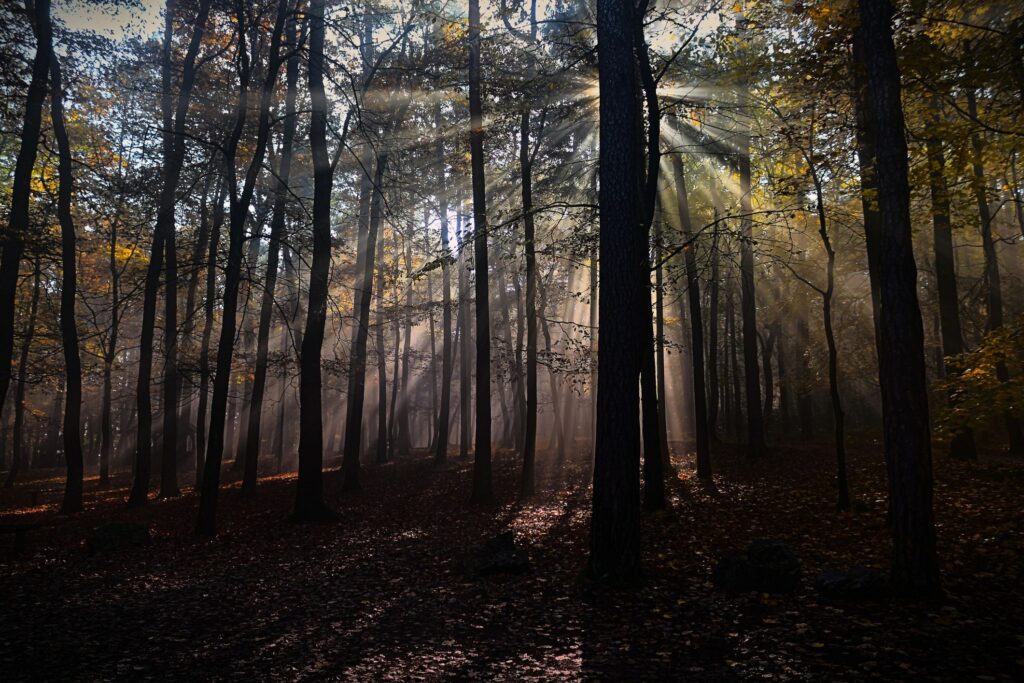 Mystical Autumn Forest with Dramatic Sun Rays