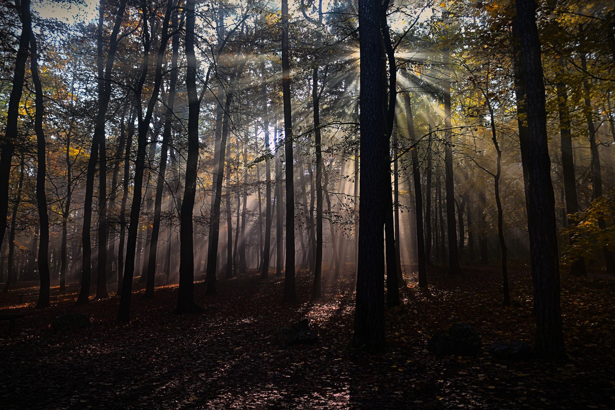 Mystical Autumn Forest with Dramatic Sun Rays
