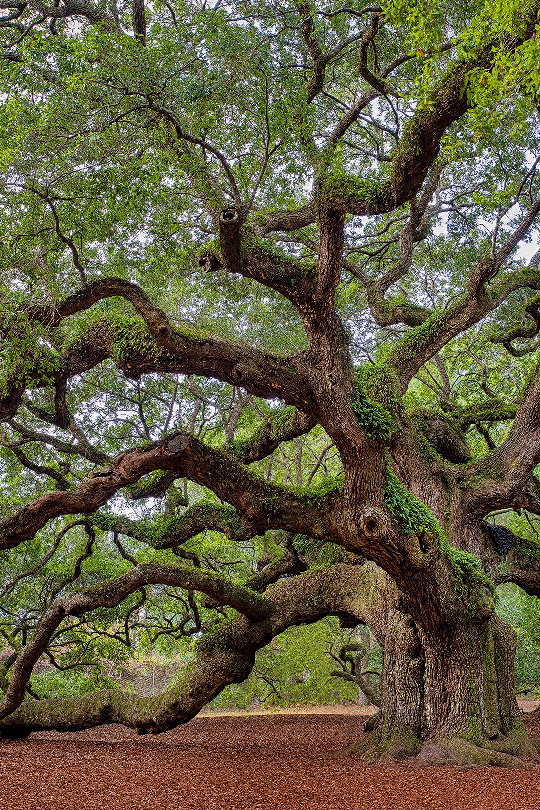 Large mature tree with twisting branches and green canopy